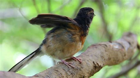 四喜鳥幼鳥